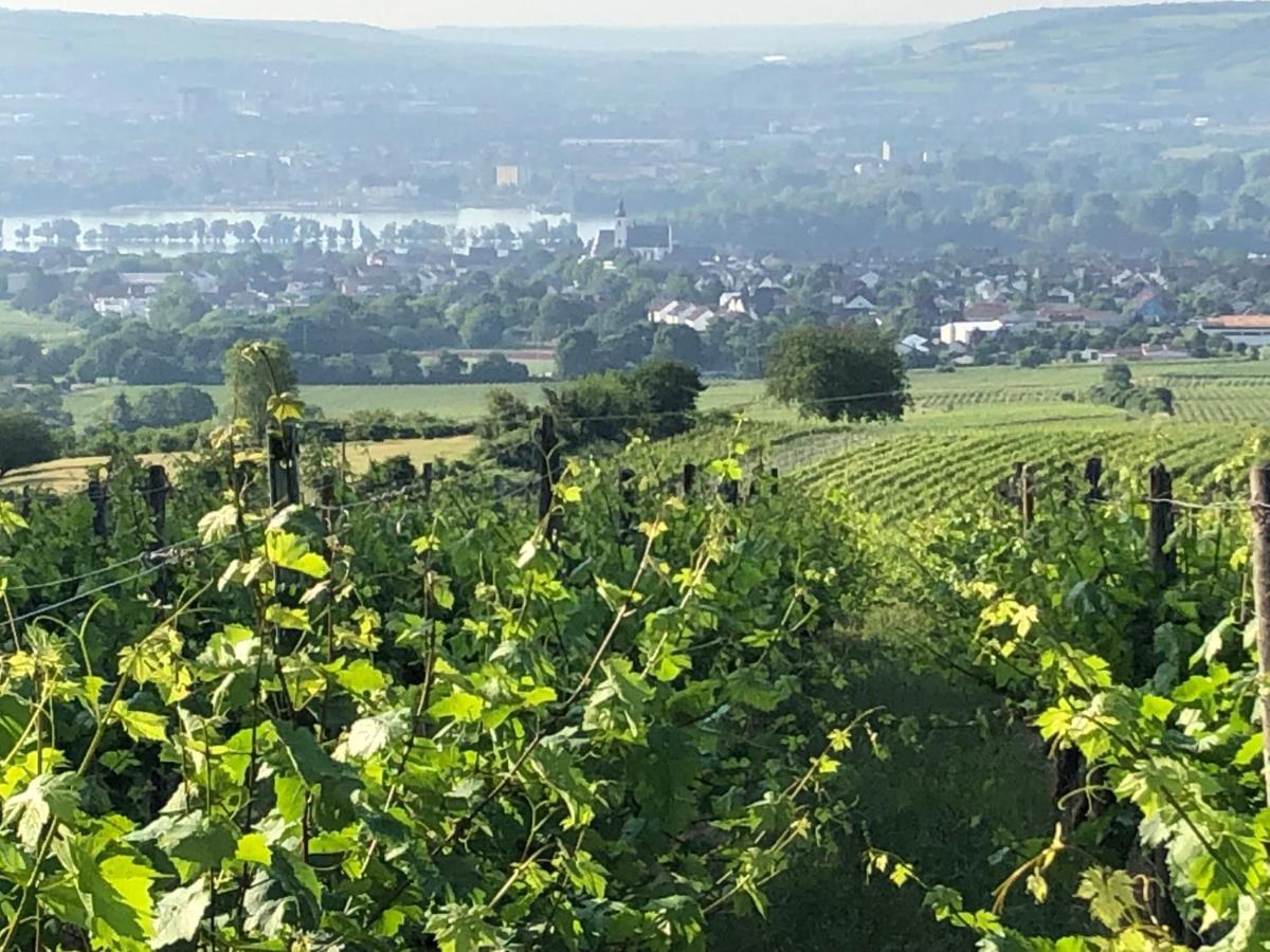 Rheingau Und Weltkulturerbe Mittelrheintal Erleben - Ferienappartement In Winkel Oestrich-Winkel Eksteriør bilde